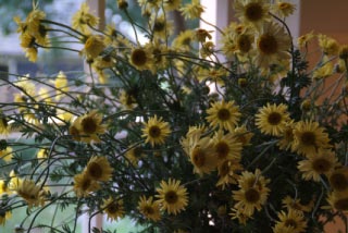 Anthemis  'E.C. Buxton' bestellen